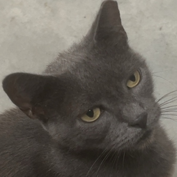 Meet your Posher, Alii - Picture 1 of 1